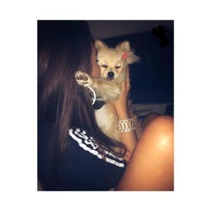 Meet your Posher, Lama